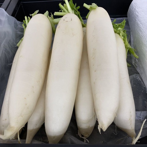 白蘿蔔(Radish)